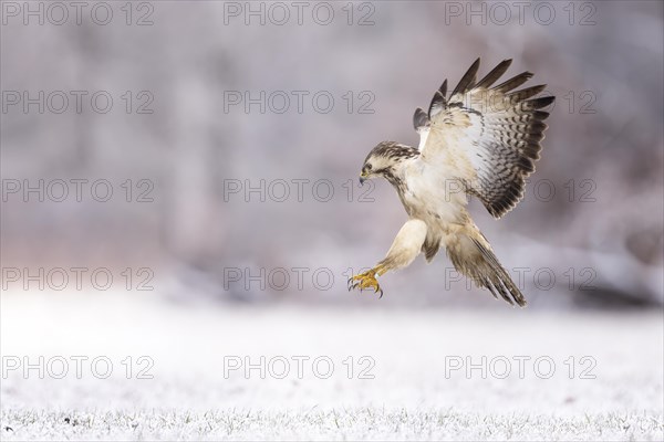 Common steppe buzzard