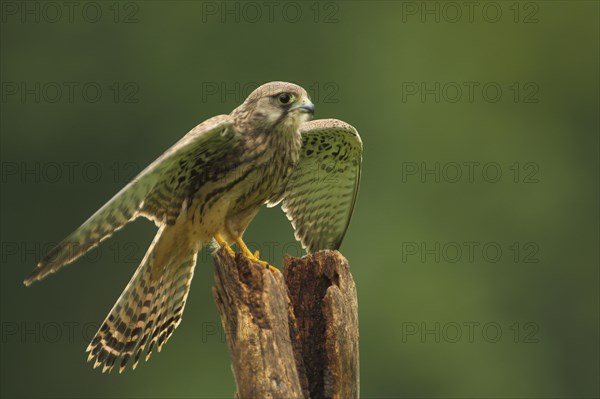 Common kestrel