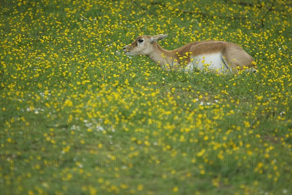 Antelope cervicapra
