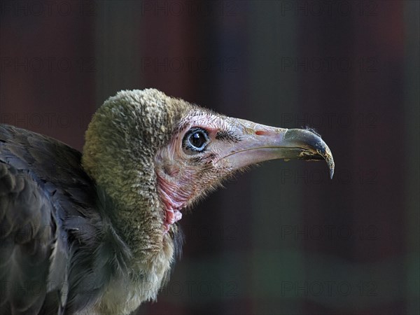 Hooded vulture