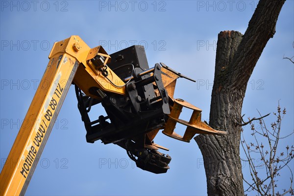 Tree felling with a felling crane in Vellmar