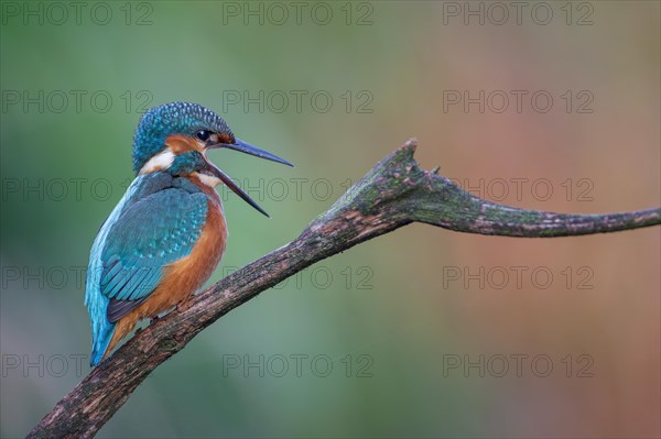 Common kingfisher