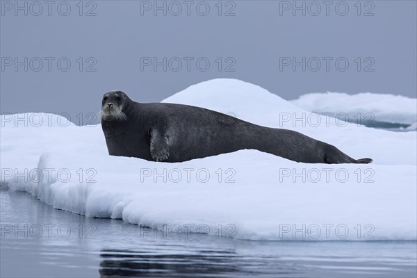 Bearded seal