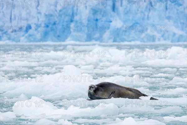 Bearded seal