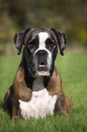 Boxer dog