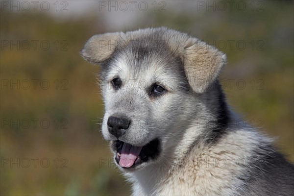 Greenland dog