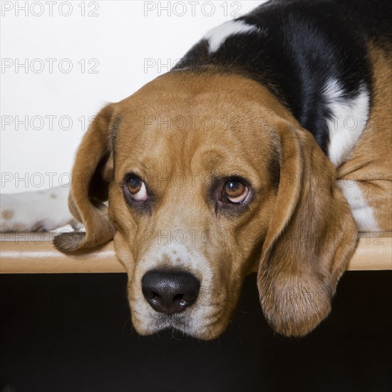 Beagle dog