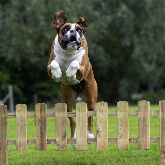 Boxer dog