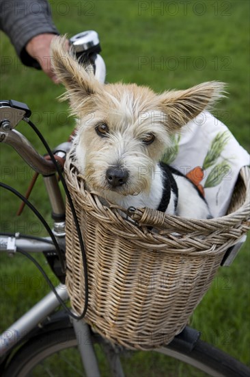 Rough-coated Jack Russell terrier