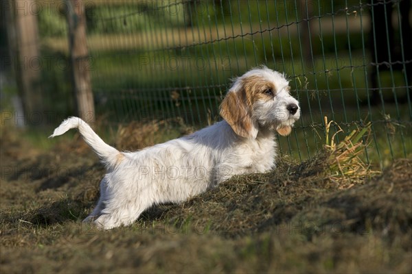 Basset griffon vendeen