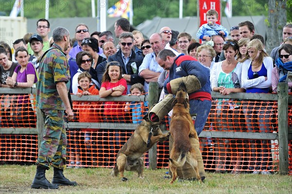 Military attack dogs