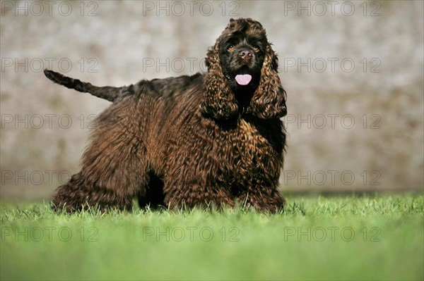 American cocker spaniel