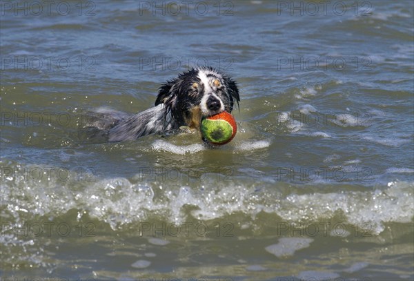 Shetland Sheepdog