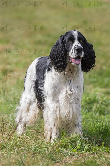 English Springer Spaniel