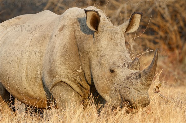 White rhinoceros