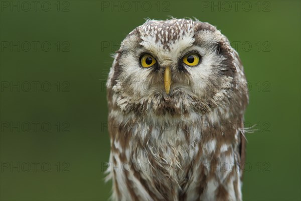 Tengmalm's Owl