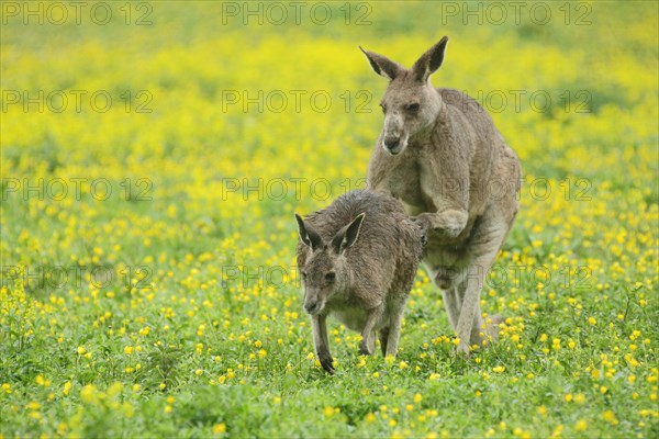 Eastern grey kangaroo