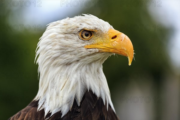 Bald eagle