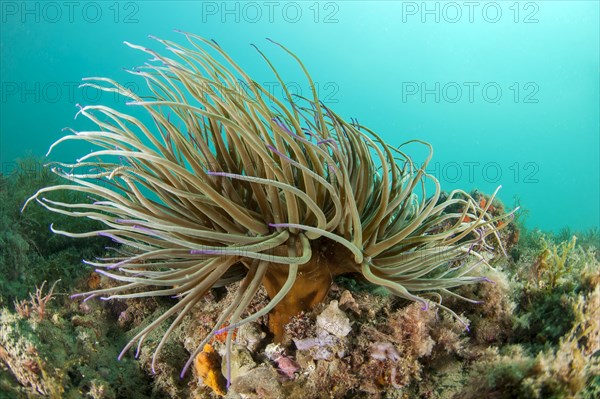 Snakelocks anemone