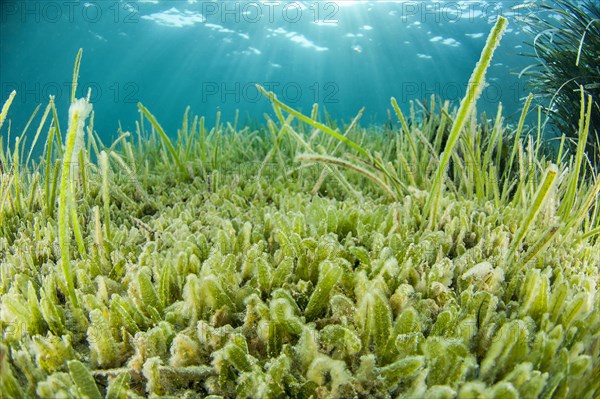 Lessepsian seagrass species Halophila stipulacea