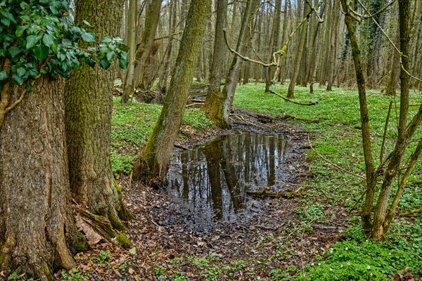 The Lasker Auenwald nature reserve in the Sorbian settlement area in spring