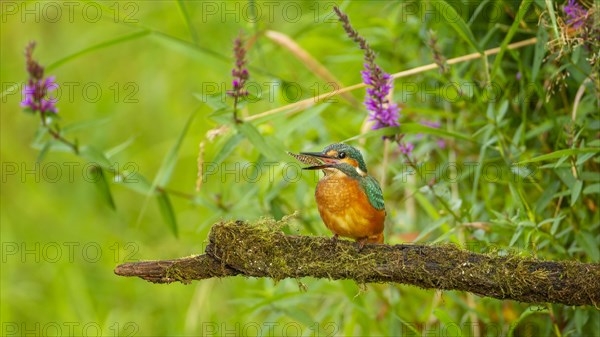 Common kingfisher