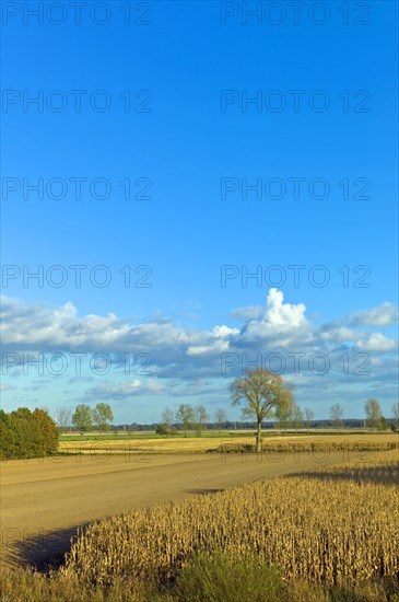 Autumn atmosphere in the dyke foreland