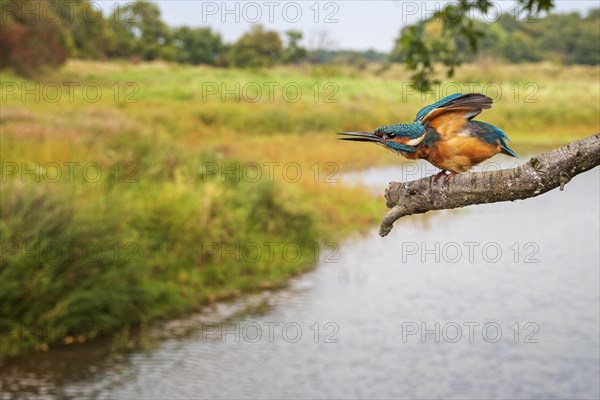 Common kingfisher