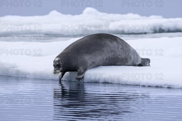 Bearded seal