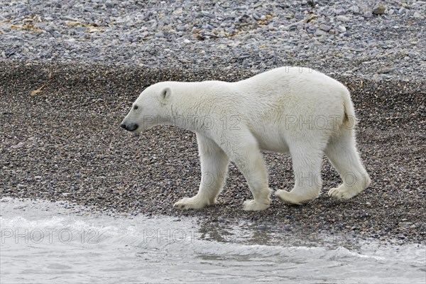 Lone polar bear