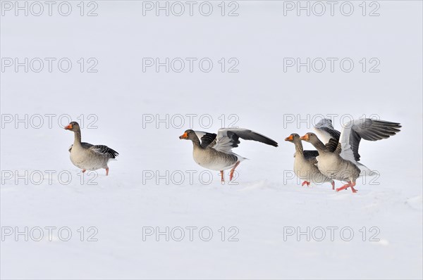 Greylag geese