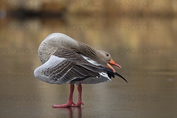 Greylag goose