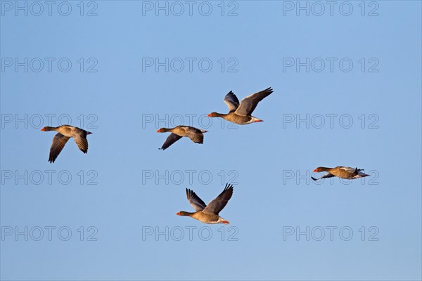 Greylag Geese