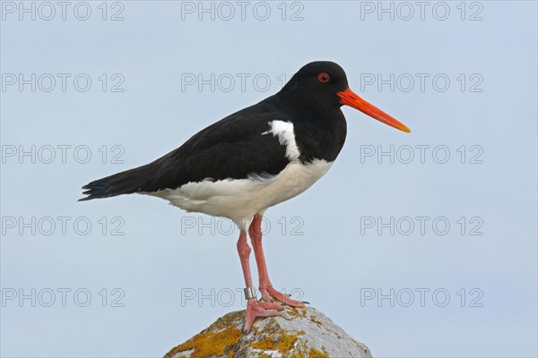 Common Pied Oystercatcher