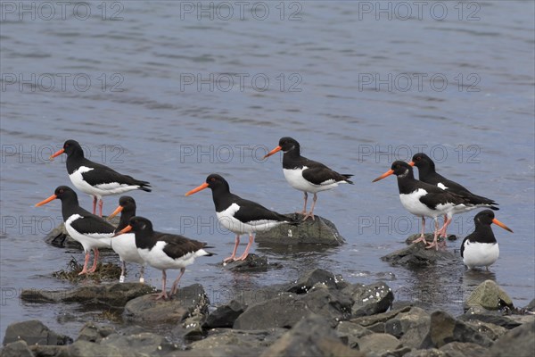 Fock of common pied oystercatchers