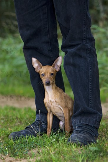 Miniature Pinscher