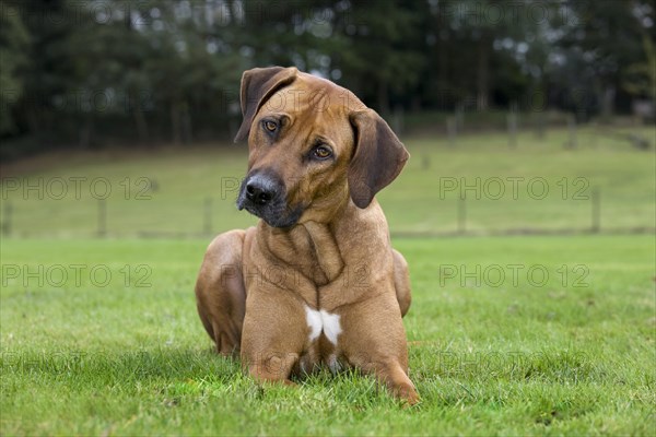 Rhodesian Ridgeback