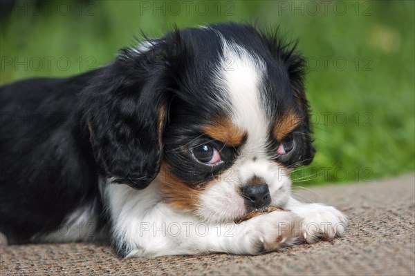 Cavalier King Charles Spaniel pup lying in garden