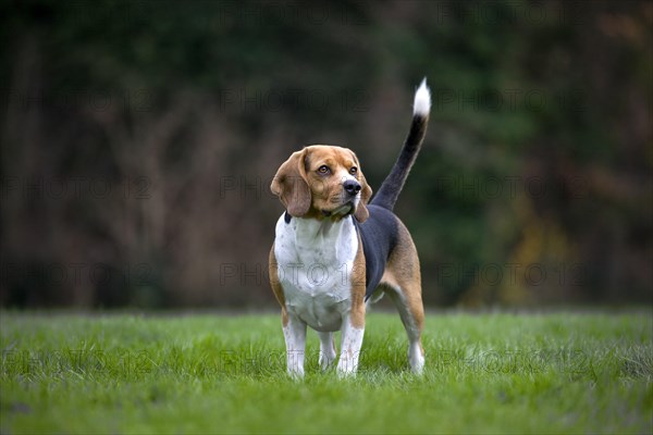 Tricolour Beagle dog in garden