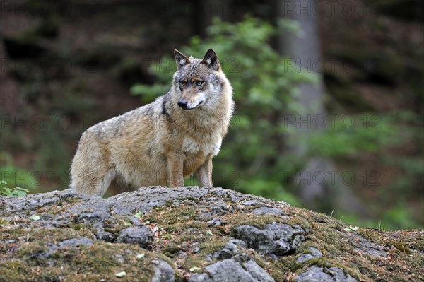 European Grey Wolf