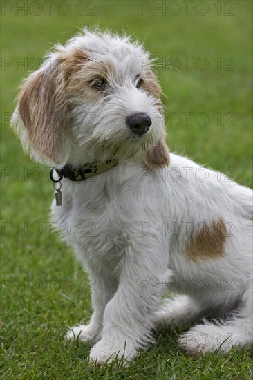 Basset griffon vendeen