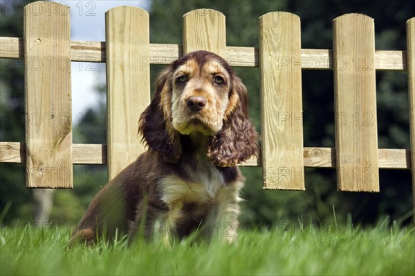 English Cocker Spaniel