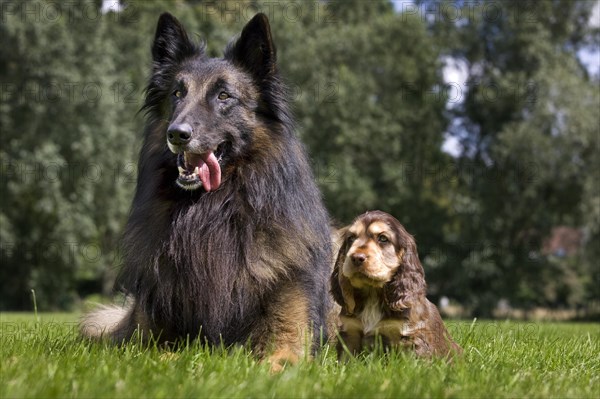 Belgian Shepherd Tervuren