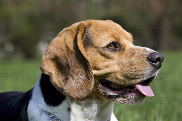 Beagle