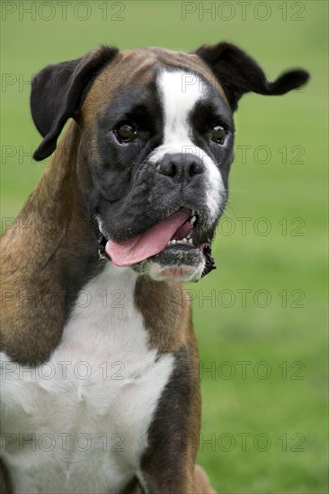 Close up of Boxer dog