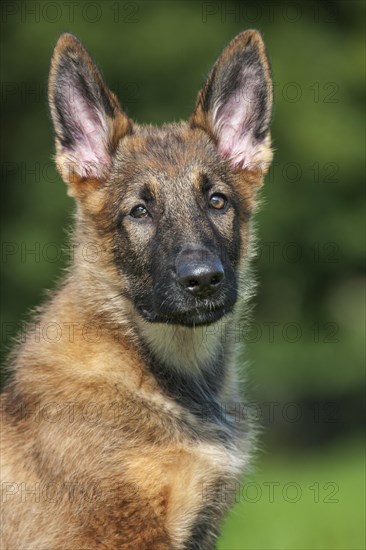 German shepherd dog