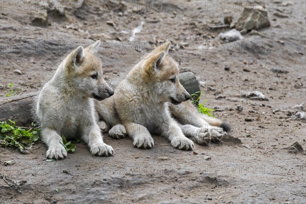 Hudson Bay wolves