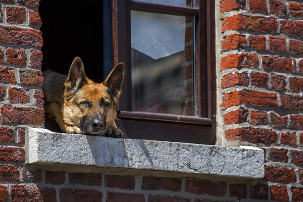 Curious German shepherd dog