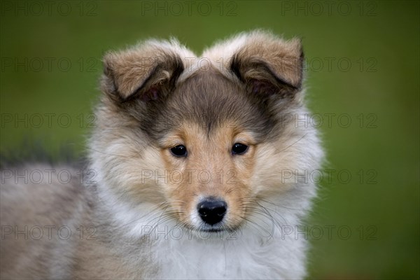 Shetland Sheepdog