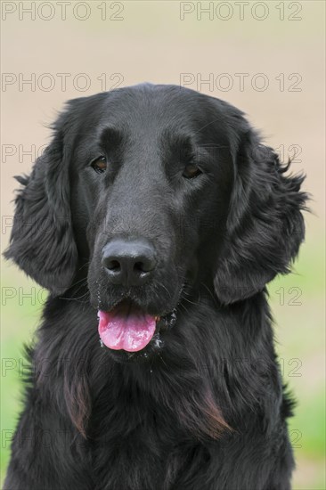 Black flat-coated retriever in field